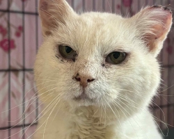 Tee ääres inimestelt abi palunud kass Madis seisab silmitsi mitme tervisehädaga